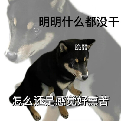 柴犬表情包