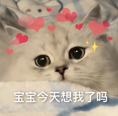 可爱猫猫表情包₍˄·͈༝·͈˄*₎◞ ̑̑