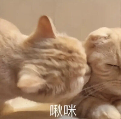 可爱猫猫表情包₍˄·͈༝·͈˄*₎◞ ̑̑