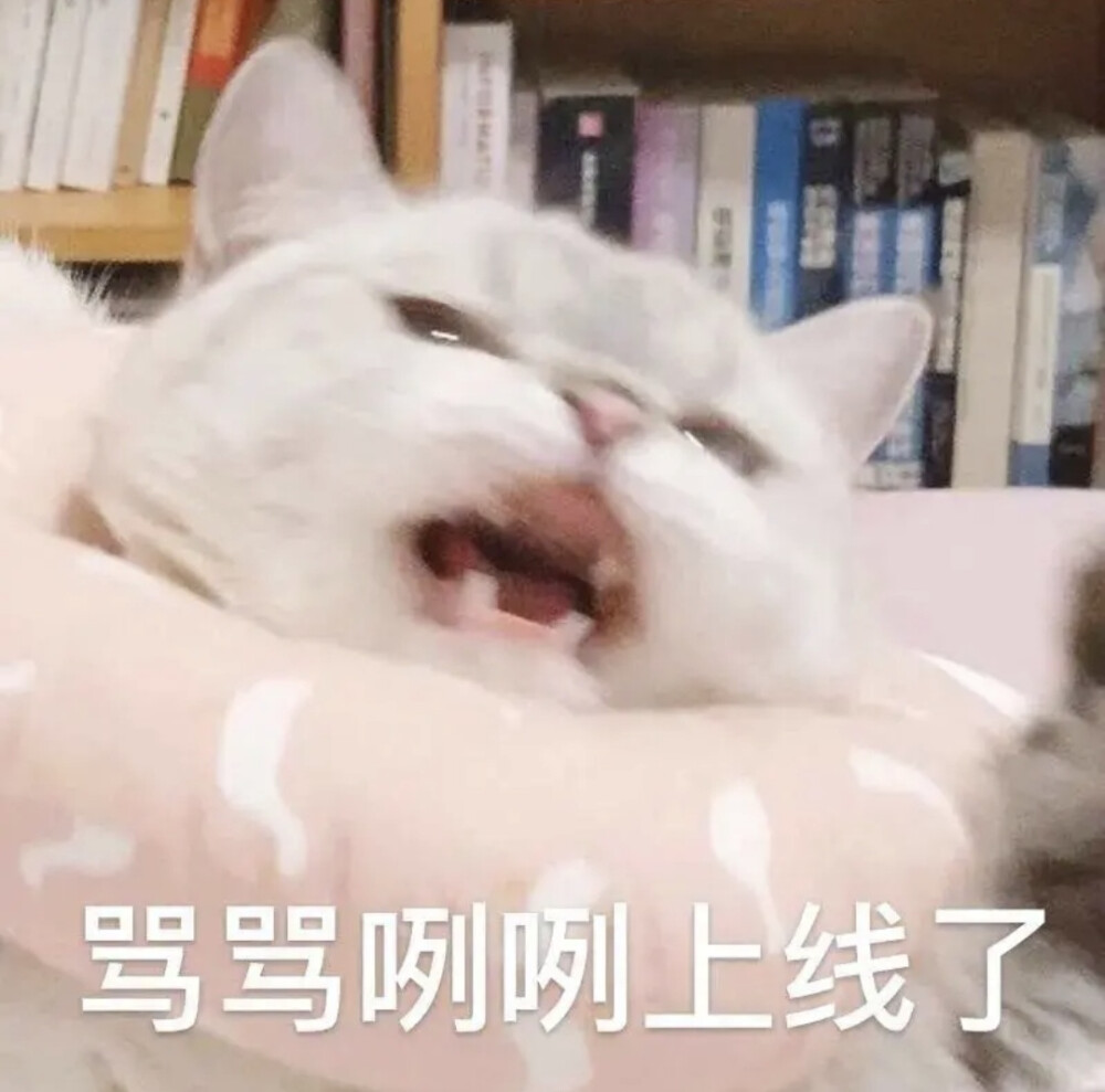 可爱猫猫表情包₍˄·͈༝·͈˄*₎◞ ̑̑