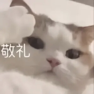 可爱猫猫表情包₍˄·͈༝·͈˄*₎◞ ̑̑