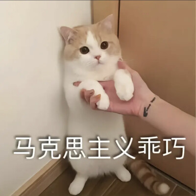 可爱猫猫表情包₍˄·͈༝·͈˄*₎◞ ̑̑