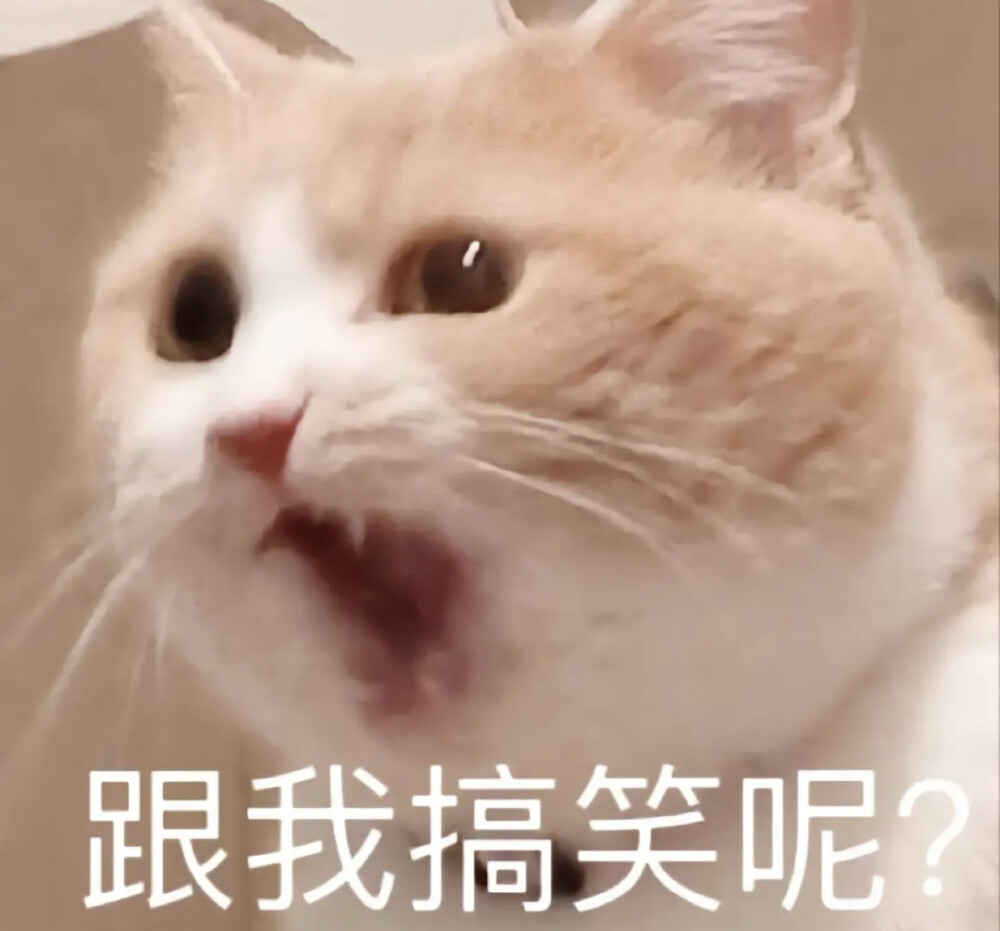 可爱猫猫表情包??·??·??*?? ??