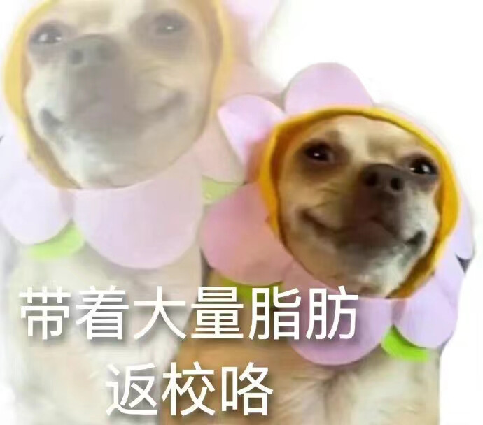 聊天必备表情包