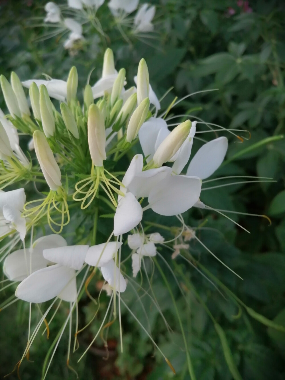 醉蝶花