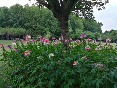 醉蝶花