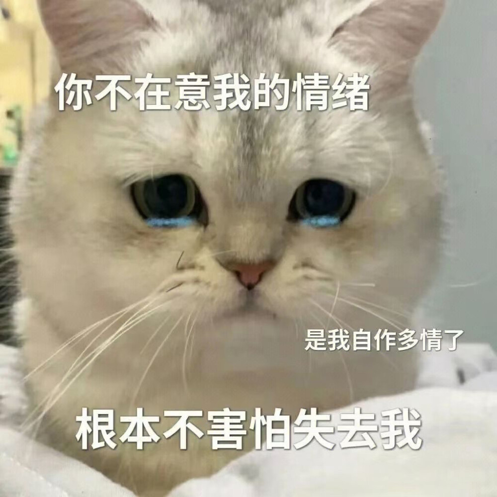 表情包 搞笑 小猫咪