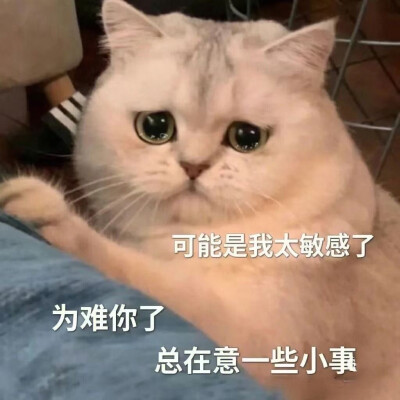 表情包 搞笑 小猫咪