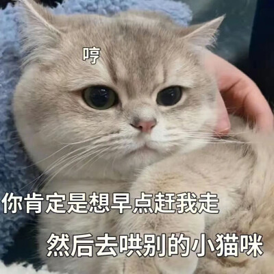 表情包 搞笑 小猫咪