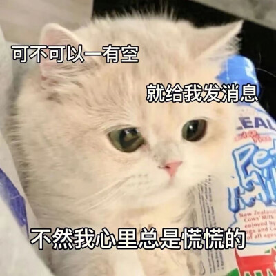 表情包 搞笑 小猫咪