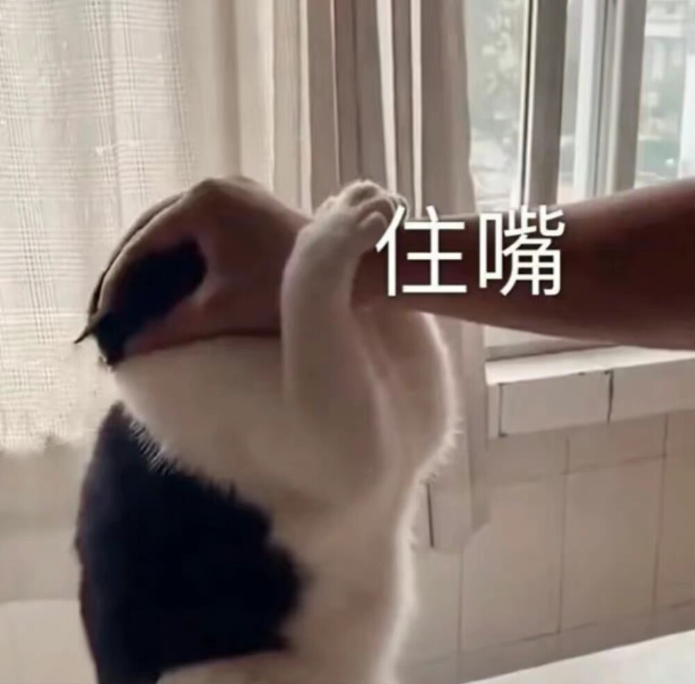 表情包 搞笑 小猫咪