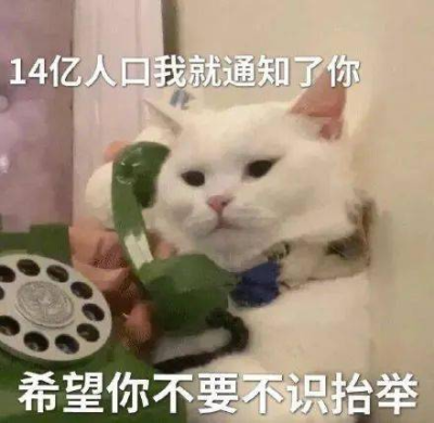 猫猫