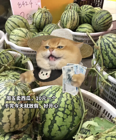 小动物