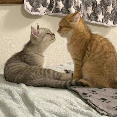 别再叹息皱眉ᥫᩣ