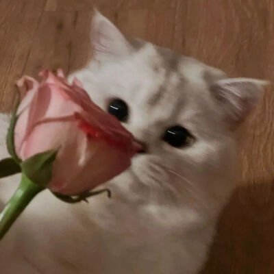 没想到让他用美乐蒂还挺开心