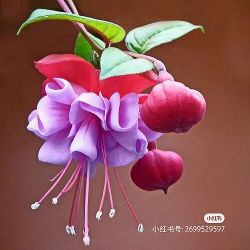 彩铅