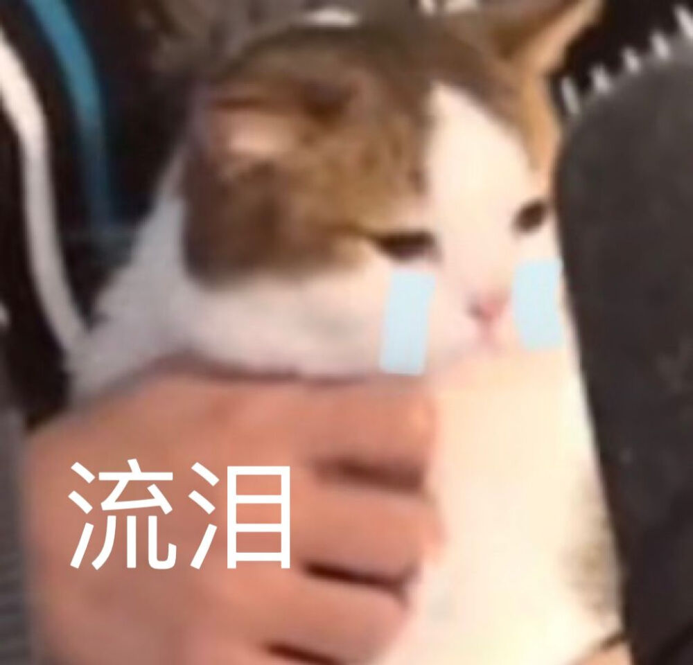 猫猫表情包，可爱/动漫