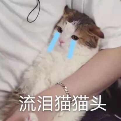 猫猫表情包，可爱/动漫