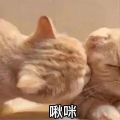 猫猫表情包，可爱/动漫