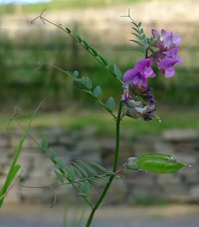 野豌豆/麦收时节，大人们在麦地里忙着热火朝天，孩子们在小路上吹着野豌豆口哨，声音有大有小，有浑厚有尖锐，此起彼伏。豆科野豌豆属多年生草本，花色紫红、淡粉，叶子是诸多家禽的饲料。叶及花果入药，有清热、消…