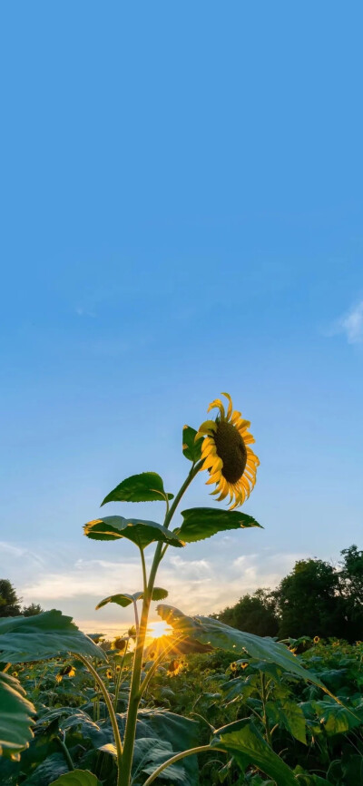 花与天空