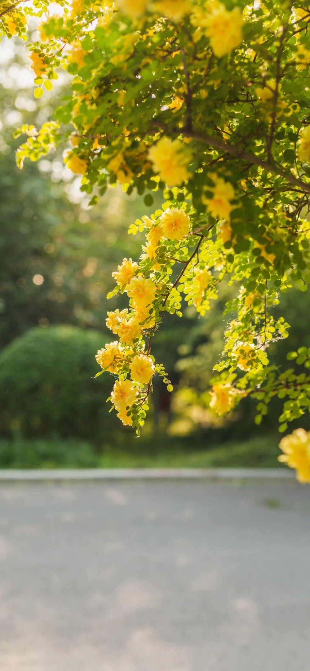 花与天空