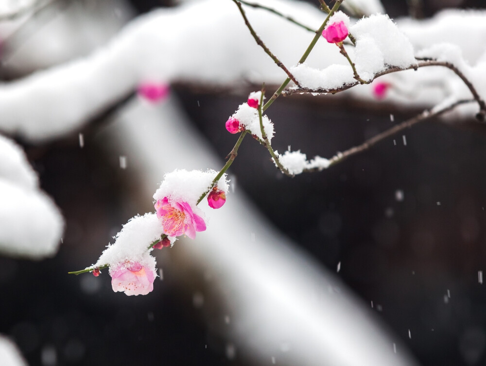 梅花