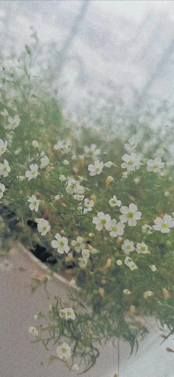 壁纸 ins 绿色 植物 清新