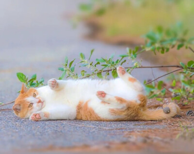 大橘为重
猫咪
图源网络 侵则删