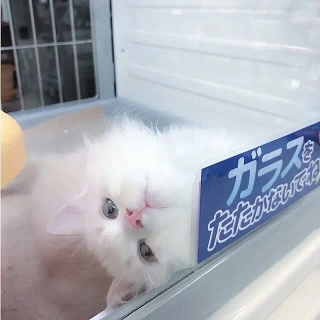 猫猫狗狗