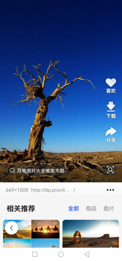 枯树