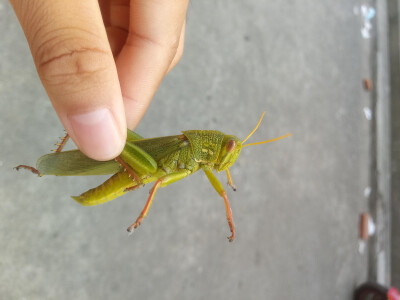 9月捉虫