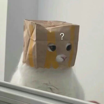 猫咪 搞怪 头像