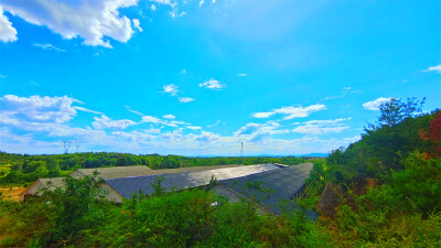 美丽吉安之泰和：走进塘洲镇坦湖村汪陂途乌鸡养殖基地