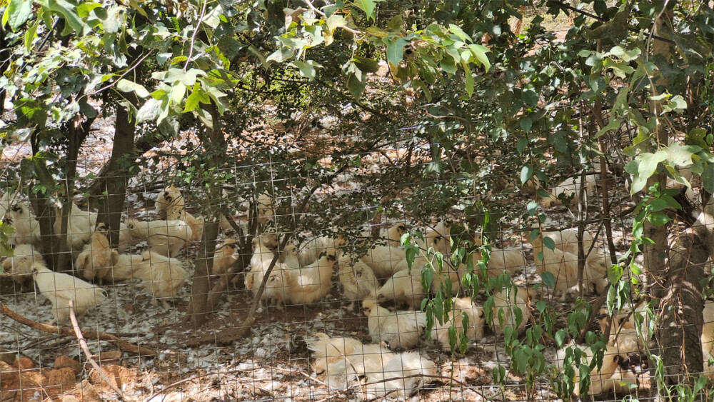 美丽吉安之泰和：走进塘洲镇坦湖村汪陂途乌鸡养殖基地