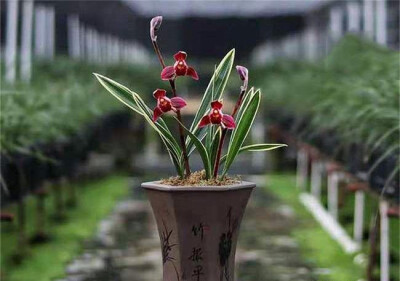 红神荷兰花
红神荷兰花最让人赞叹的是它的花型，它是正格荷瓣型，了解兰花的都应该知道荷瓣型兰花是非常难得的，也是观赏价值最高的兰花之一，在兰花界中属于高档兰花。
红神荷兰花的花期一般在每年的冬春之际，每…