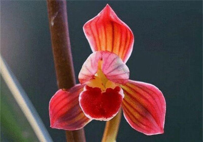 红神荷兰花
红神荷兰花最让人赞叹的是它的花型，它是正格荷瓣型，了解兰花的都应该知道荷瓣型兰花是非常难得的，也是观赏价值最高的兰花之一，在兰花界中属于高档兰花。
红神荷兰花的花期一般在每年的冬春之际，每…