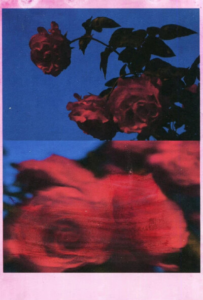 roses | janasojka ​​