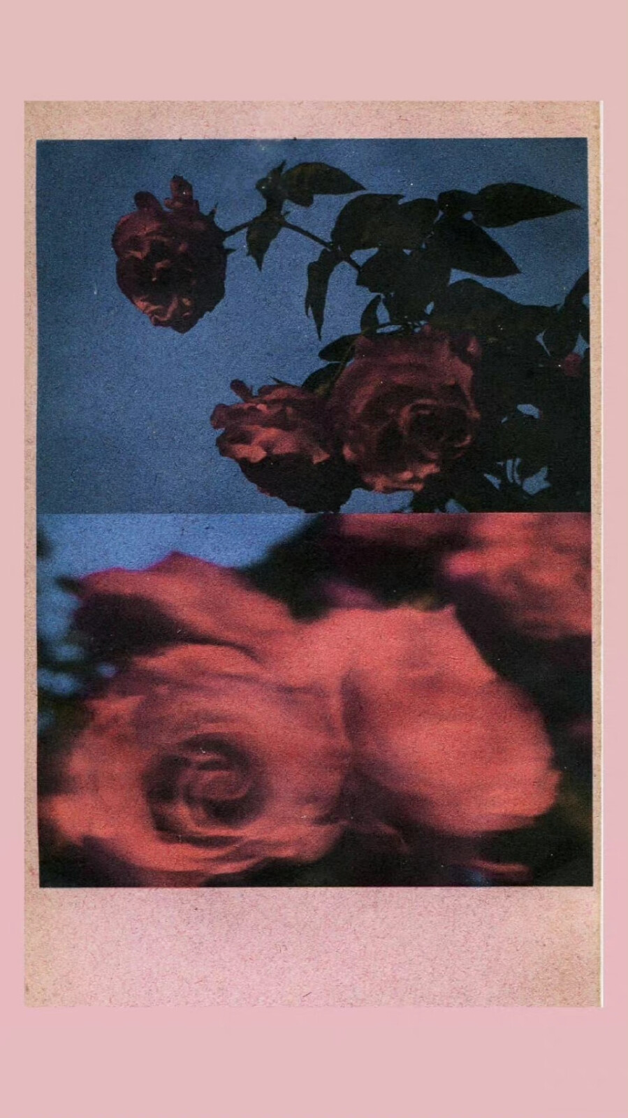 roses | janasojka ??