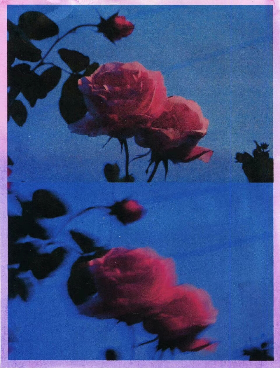 roses | janasojka ​​