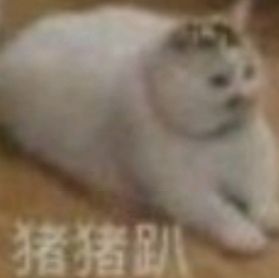 猫咪表情包