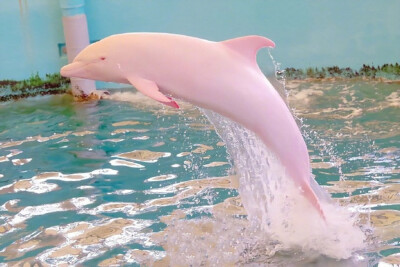 粉色的海豚