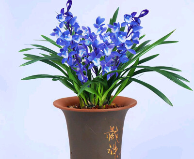 有兰花的地方，周围的布置也会因为兰花的到来而显得高贵典雅。在众多的兰花中，有一款叫滇宝素的兰花被称作云南的“璀璨明珠”。
这株兰花，蓝得纯粹、蓝得清透、蓝得神秘，通体的宝蓝会在阳光底下耀耀生辉。因此，…