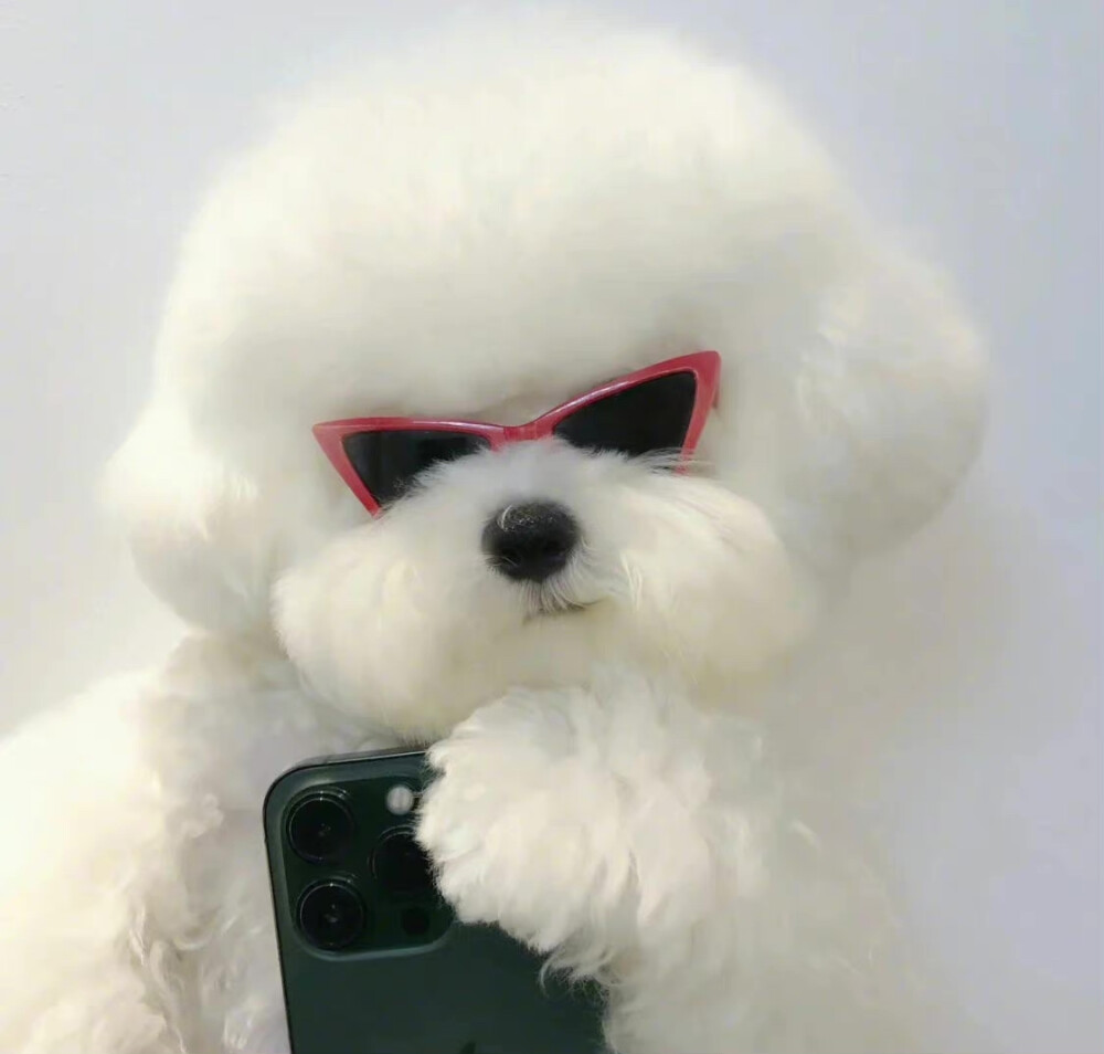 可爱 动物 头像