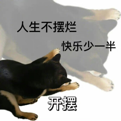 沙雕柴犬表情包