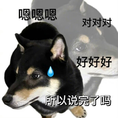 沙雕柴犬表情包