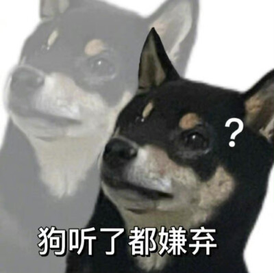 沙雕柴犬表情包