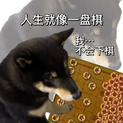 沙雕柴犬表情包