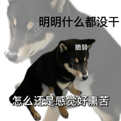 沙雕柴犬表情包