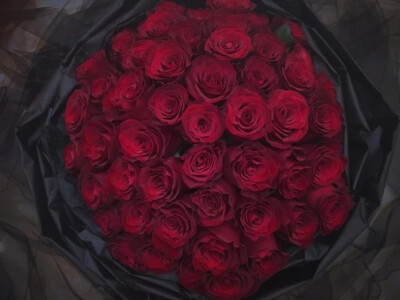 红玫瑰。